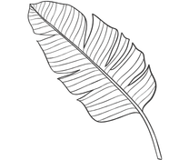 Shape Image